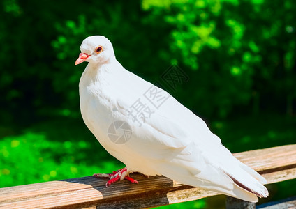 夏日白鸽坐在栅栏上的白鸽子漂亮成熟好背景图片