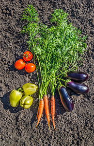 有机的番茄地面上新鲜成熟的健康蔬菜地上的图片