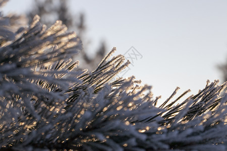 冬季白雪和霜冻的长松针覆盖着白雪和冰霜天柱分支图片
