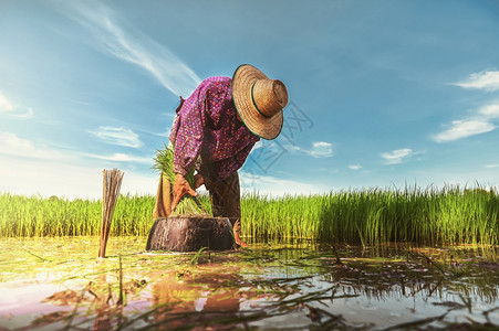工人有机的栽培农民在稻田工作准备雨季播种的苗泰国和图片