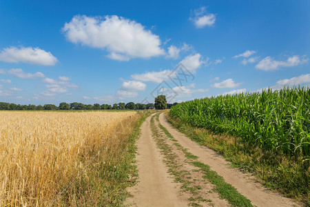 外部欧洲的农村业地貌有沙路玉米田和谷物种植场欧洲图片
