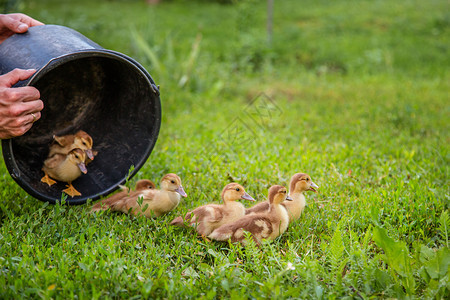 童年乐趣家庭农场院子里的小鸭宠物背景中的绿草小鸭子背景中的绿草图片