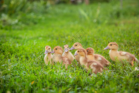 熊农场院子里的小鸭宠物背景中的绿草小鸭子背景中的绿草家禽夏天图片