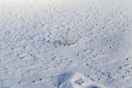 水晶美丽冬季雪和中地漂流的草原背景下冬季的青草干枯枝上露出雪闪亮的图片