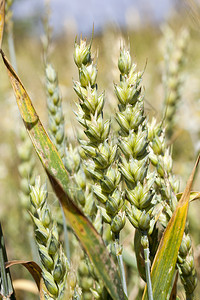 春天农场稻草种植绿色小麦田的作物农田种植用于谷物小麦田是绿色的图片