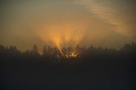 在雾的清晨森林上金色日出时穿过树木从林中穿行一种大气光学现象软焦点橙木头草地图片
