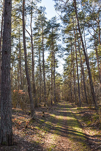 垂直的远足在春季穿过明亮的松树林漫步奥兰图片