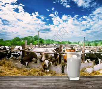 奶牛场背景下的一杯牛奶天然食品和产的概念奶牛场背景下的一杯牛奶农场有机的牧图片