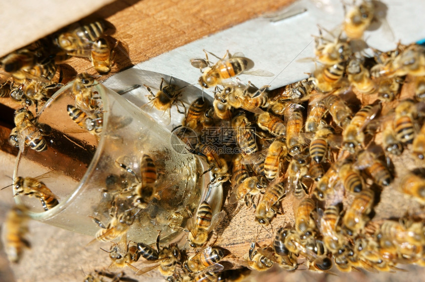 阴影团体女王越南养蜂农业蜜蜂罐达拉特丛林蜜蜂群是营养饮食蜂在巢工作图片