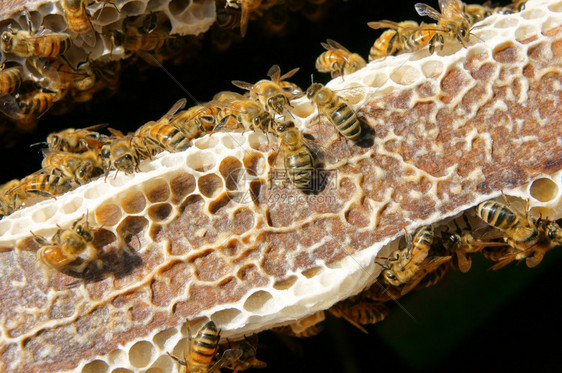 越南养蜂农业蜜蜂罐达拉特丛林蜜蜂群是营养饮食蜂在巢工作养人阴影图片
