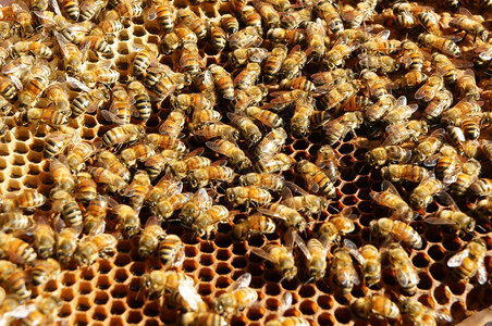 我是女王越南养蜂农业蜜蜂罐达拉特丛林蜜蜂群是营养饮食蜂在巢工作亚洲窝背景