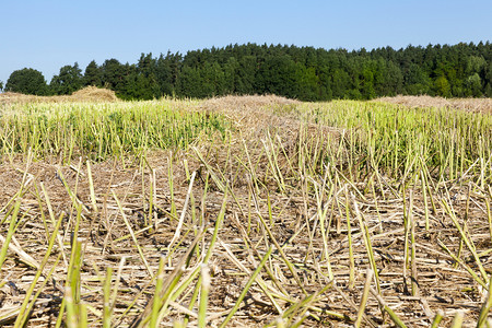 行业收获在割后农用甘蔗草中使的夏季农业田和里被的种子埋在树苗碎块上收割后留下土地图片