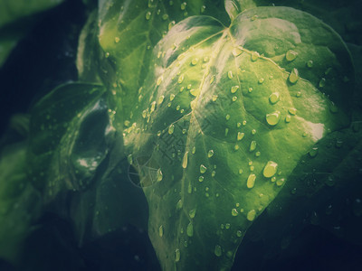 干净的植物学近距离观察绿树叶和一些水滴季节概念雨和露花园高清图片素材