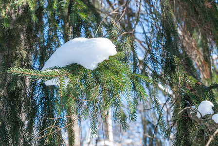 覆盖云杉树枝与白雪冬季云杉树在霜冻中季节天气冷杉高清图片素材