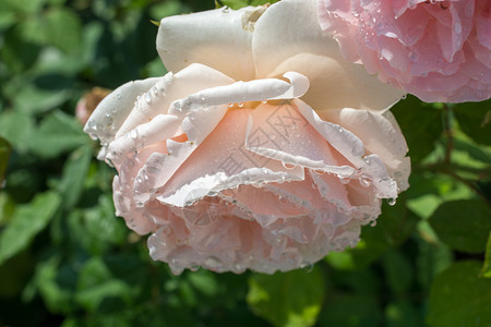 花瓣上有滴水的美丽多彩玫瑰浪漫雨滴植物图片