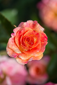 场地美丽的花瓣上有滴水的美丽多彩玫瑰新鲜的图片