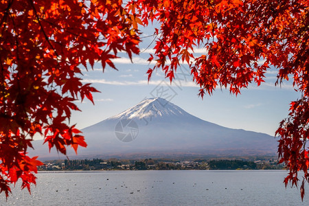 河口湖秋天在日本川口江湖的藤田山带红树叶子风景优美图片