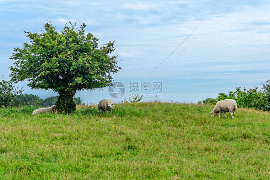 户外绿色在云雾和蓝天背景下在绿草地上放牧的绵羊长成古德风景瑞典图片