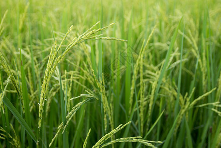 农业泰王国村地区稻田面积公顷植物草图片