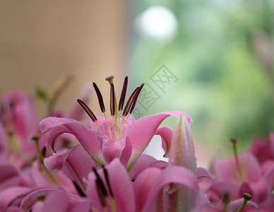 新鲜花瓣园中美丽的粉红色百合花庆典图片
