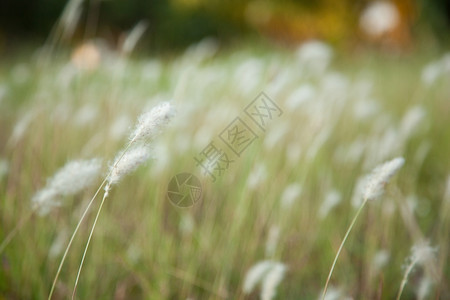 质地公园青草的白花朵在风中弥漫农场图片