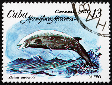 陈年古巴大约1980年一张印在古巴的邮票显示Cuvierrsquos喙鲸ZipiusCavirostris海洋哺乳动物大约年邮资图片