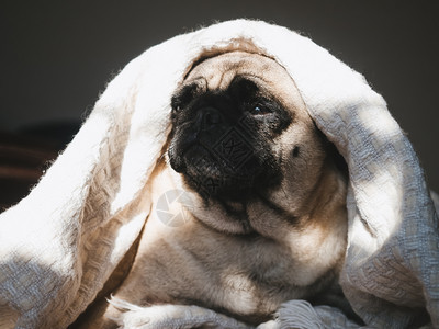 哺乳动物坐着在阳光背景下的毯子上可爱甜蜜的小狗宠物护理概念在阳光背景下毯子上可爱甜蜜的小狗有趣图片
