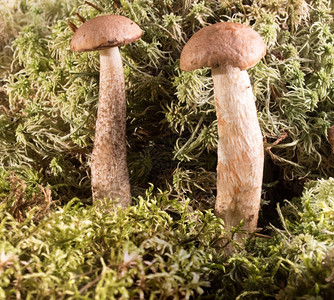 蔬菜森林蘑菇植物中两颗生长的树苗片布利图斯林蘑菇自然成立图片