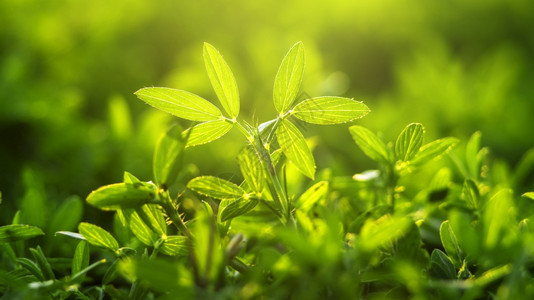 森林植物绿色叶子的自然观在花园中模糊绿背景春天有日光束射线图片