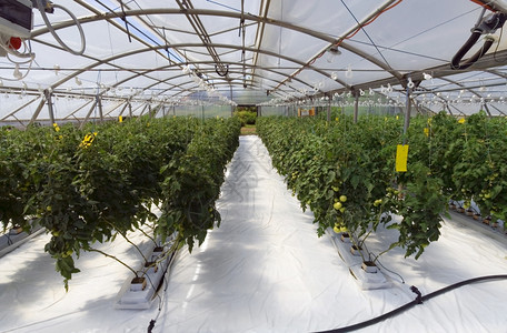 单一栽培温室番茄水栽幼苗现代的图片