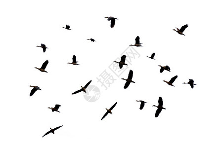 分开的鸟类天线一群儿在白色背景上飞翔孤立的图片
