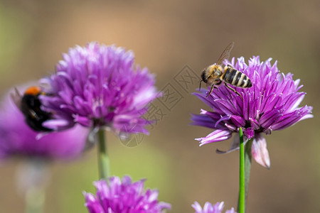 耐心花粉蜜蜂收集从植物朵中采集蜜桃的香草是用于烹饪目的常草药授粉图片