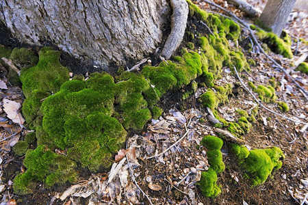春季在森林地板上种植绿苔质地春天颜色图片