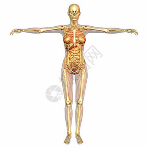3D人体结构背景图片