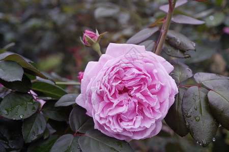 花朵中的粉红玫瑰花园里盛开礼物美丽的图片