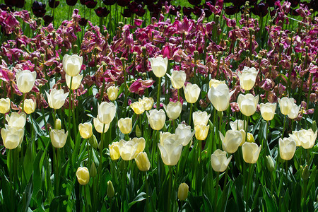 郁金香花团锦簇图片