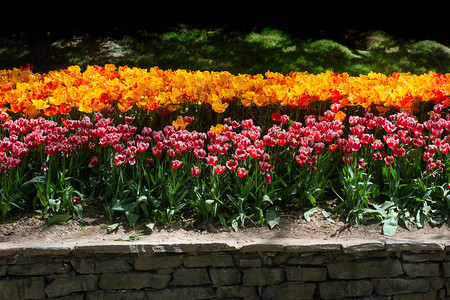 郁金香花团锦簇图片