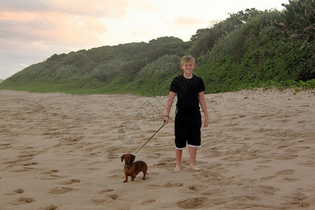 棕色的一张男孩在海滩上走狗的照片腊肠犬受控图片