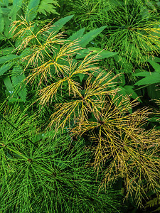 仓促托尔卡奇克野生植物马尾或TolkachikEquisetumarvense的绿色背景春草中常见的马尾自然林草根的抽象背景本图片