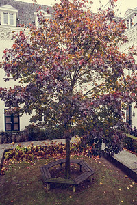 天空橡木秋公园的树木和叶在孤独的五颜六色树松散叶子秋天的公园树木和叶在孤独的五颜六色树季节图片