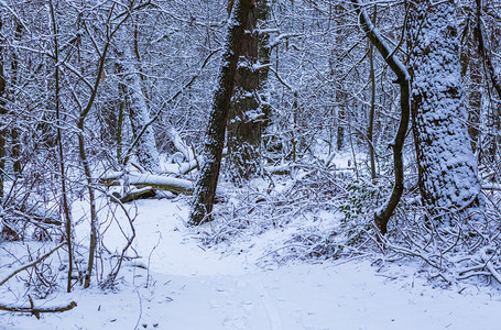 场景欧洲走冬季野生森林景观色荷兰树林被白雪遮盖着图片