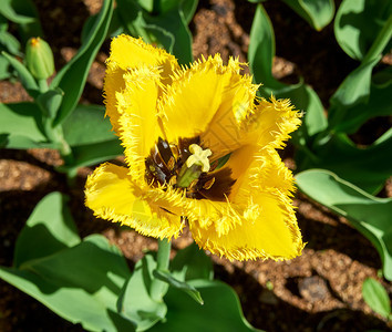 郁金香花团锦簇图片