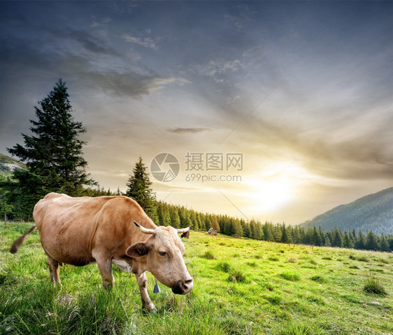 乡村的黄牛在绿色草地上夜空下青牛绿色草地上动物夏天图片