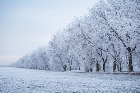 冬天暴风雪白色的冬季景观冬季田野冰冻地带的一排树木图片