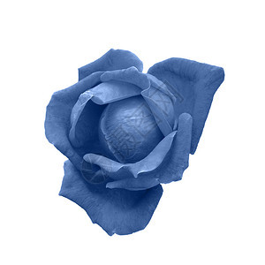 情人节花的深蓝玫瑰头在白色托纳海军蓝玫瑰花朵上方紧贴20年的颜色深蓝玫瑰头在白托纳海军红玫瑰花上被孤立白色的图片