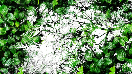 拜县树千秋建筑学抽象的热带绿叶抽象背景千秋高对比度树背景