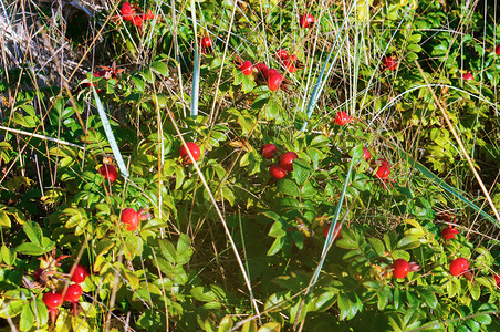 自然树枝上的玫瑰花野的生和成熟的胡萝卜红玫瑰野和成熟的桃子植物树叶图片