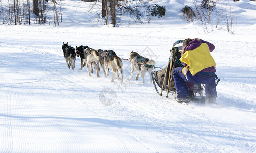 团队西伯利亚犬类跑狗雪橇队堪察加musher图片