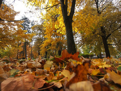 秋天晴朗的公园图片