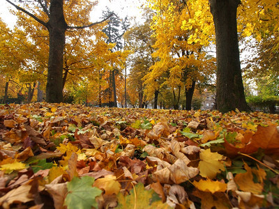秋天晴朗的公园图片